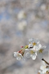 桜に埋もれる桜