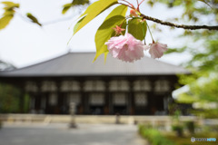 春の唐招提寺