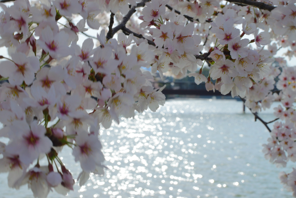 風に揺れる桜