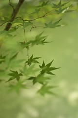 紅葉を待つ