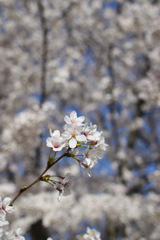 桜一輪