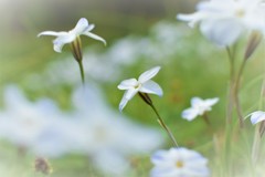 道端の白い花