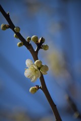 春近し