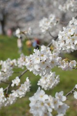 このあたりはほぼ満開。