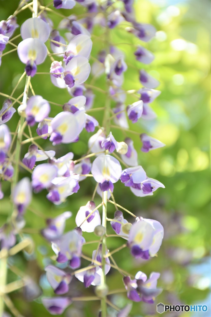 藤の花