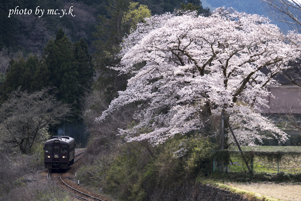 桜の出迎え