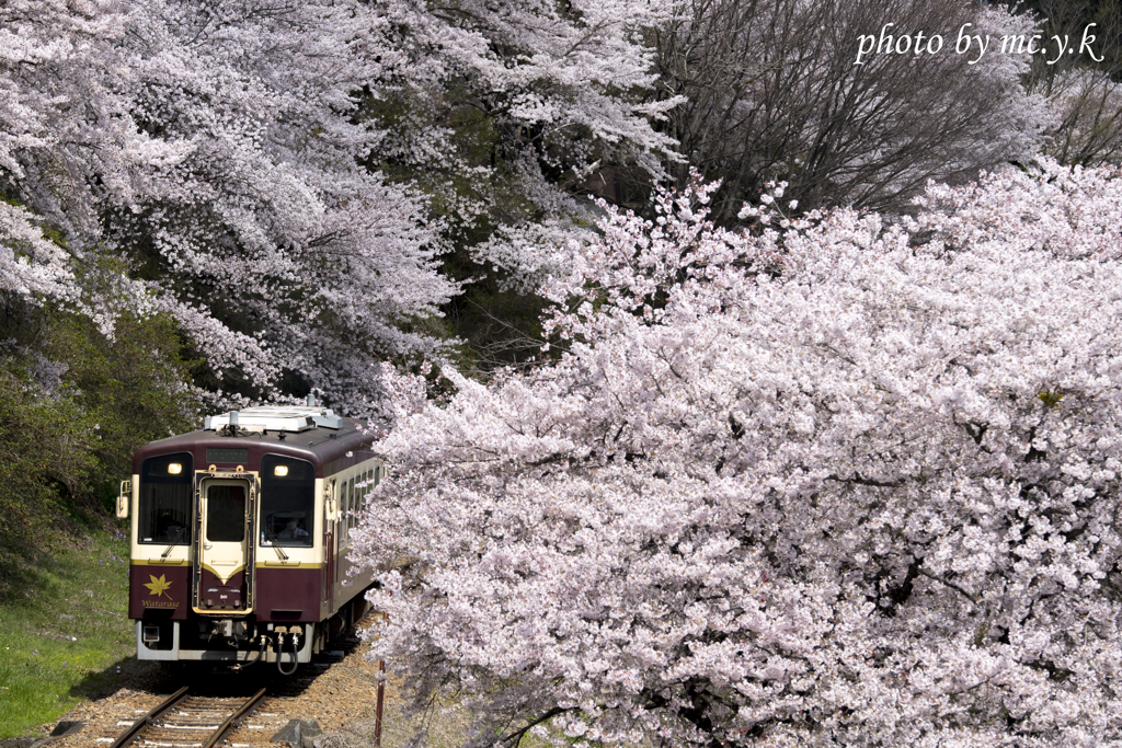桜見列車