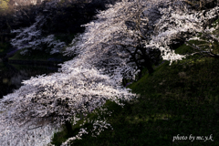 桜滝