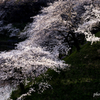 桜滝