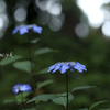 華奢花