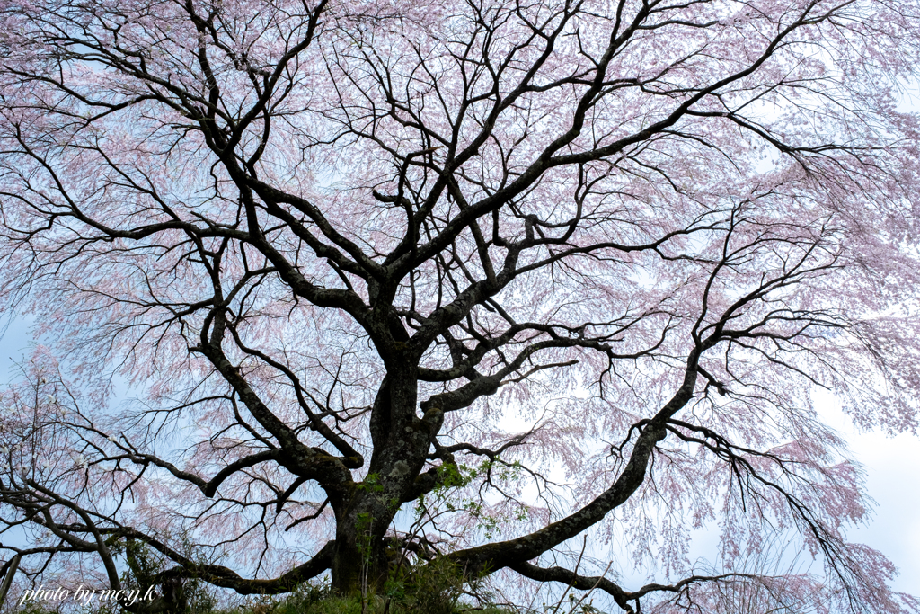 満天桜