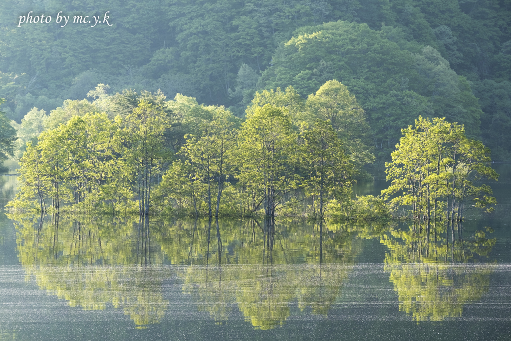 水没林の輝き