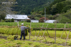 稲架掛けの風景