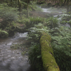 川霧を纏った湧水