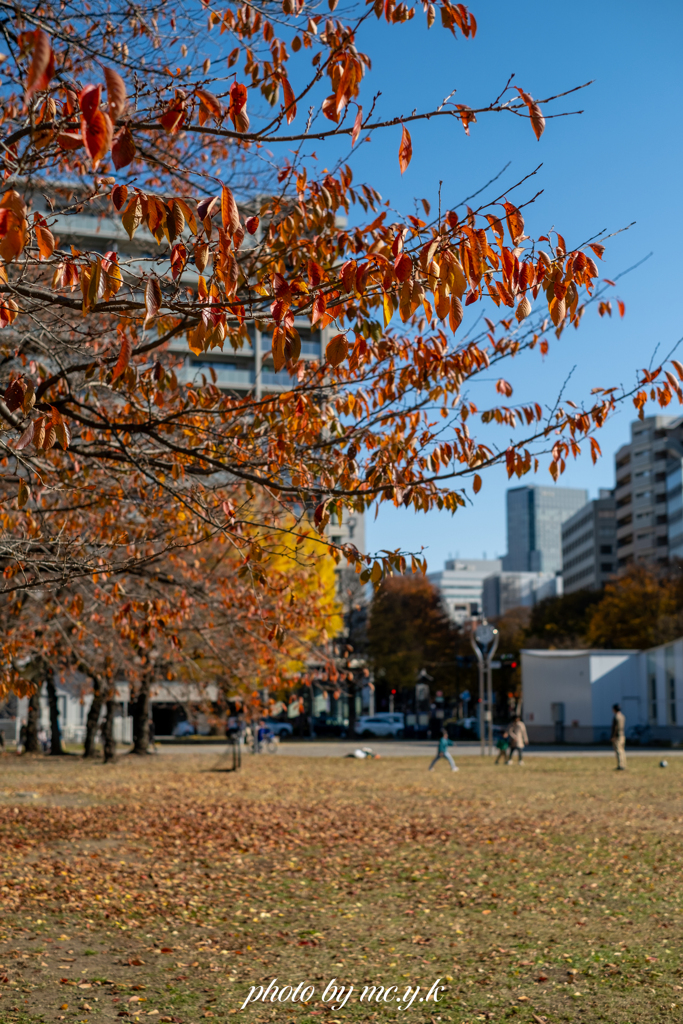 散り待つ桜葉