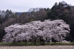 土手に咲く桜雲