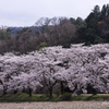 土手に咲く桜雲