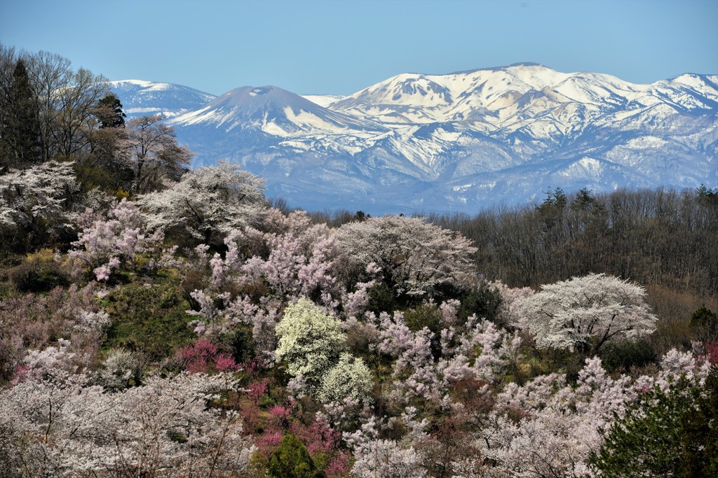 花満開 