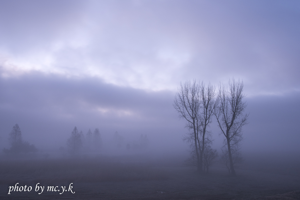 Two trees in brume