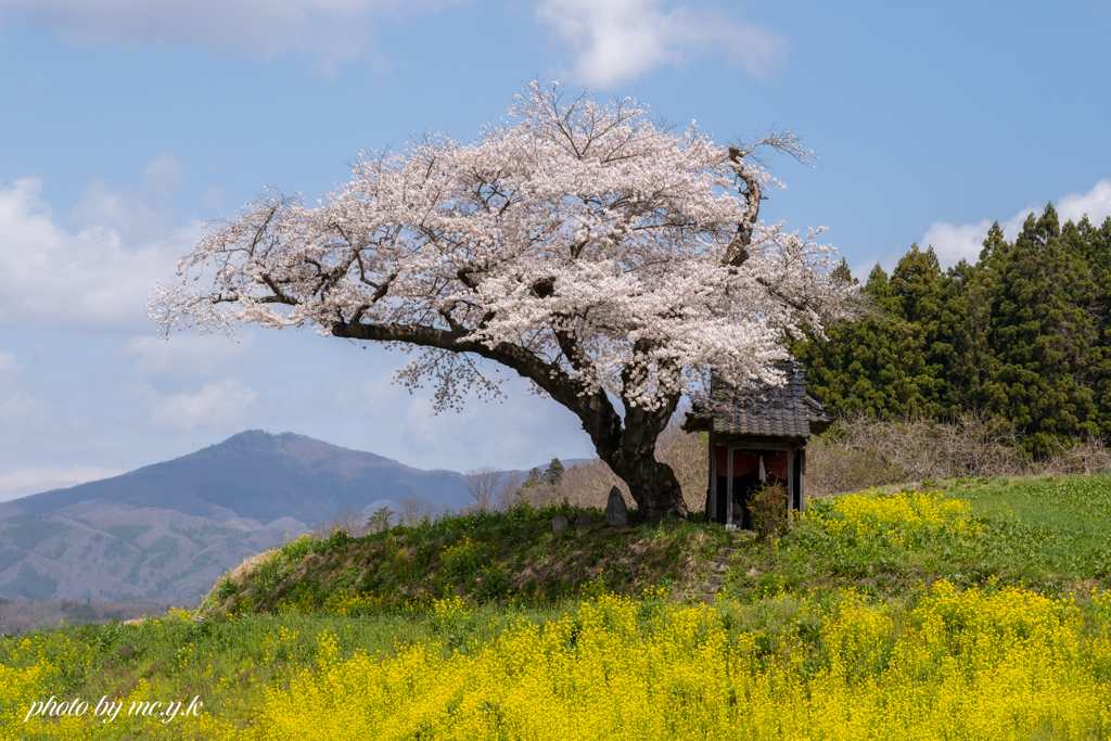 願いの桜