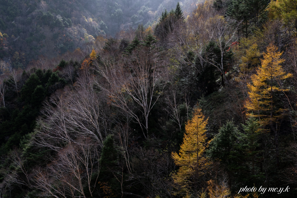 葉落す岳樺
