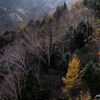 葉落す岳樺