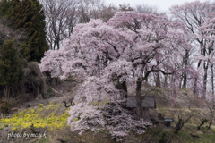 寄添桜