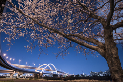 The sight of cherry blossoms by night