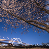 The sight of cherry blossoms by night