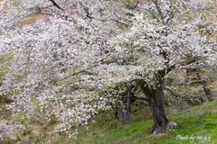 見目麗しき山桜