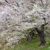 見目麗しき山桜