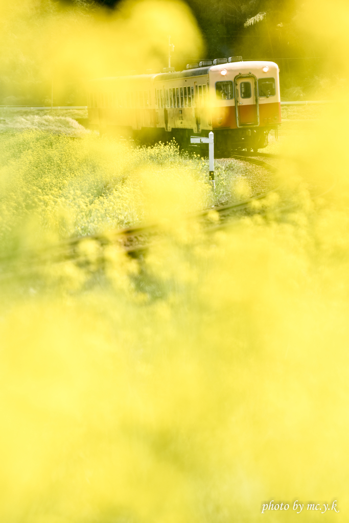 菜の花の間から