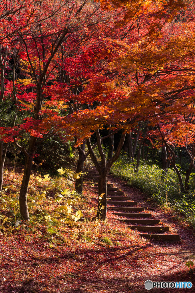 散り紅葉の階段