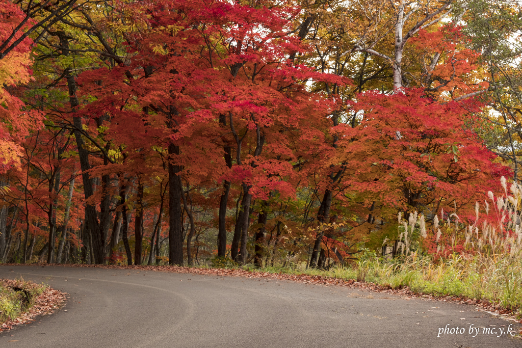 紅葉の路