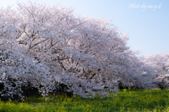 穏やかな桜日和