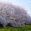 穏やかな桜日和