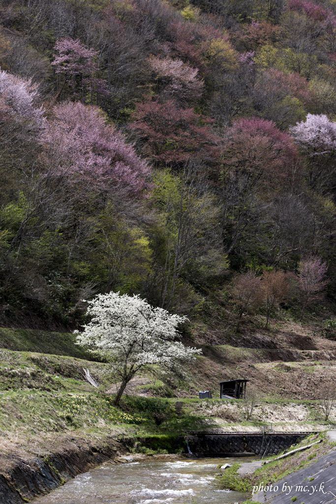 山桜に囲まれて