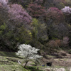 山桜に囲まれて