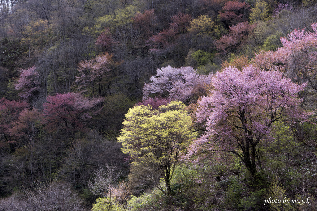 戸赤の山桜