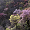 戸赤の山桜