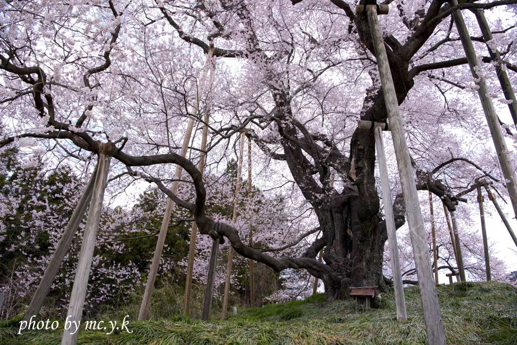 薄紅桜