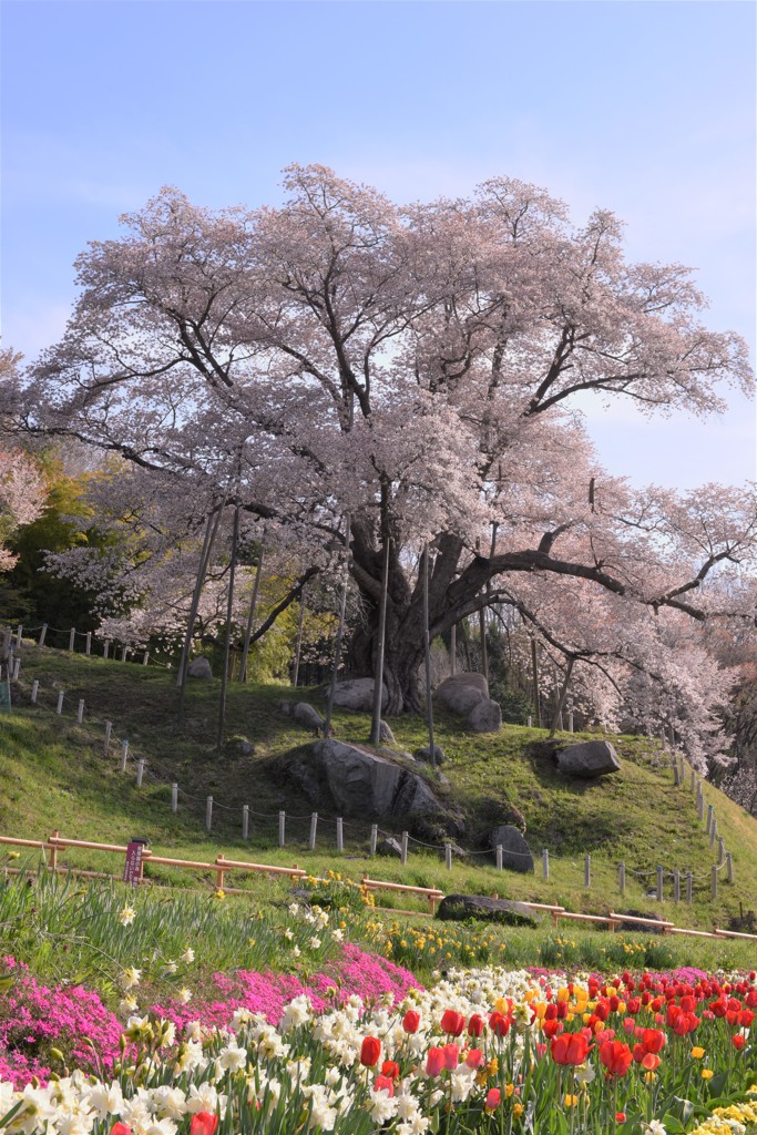 花の見守り隊