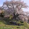 花の見守り隊