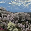 満開見下ろす吾妻富士