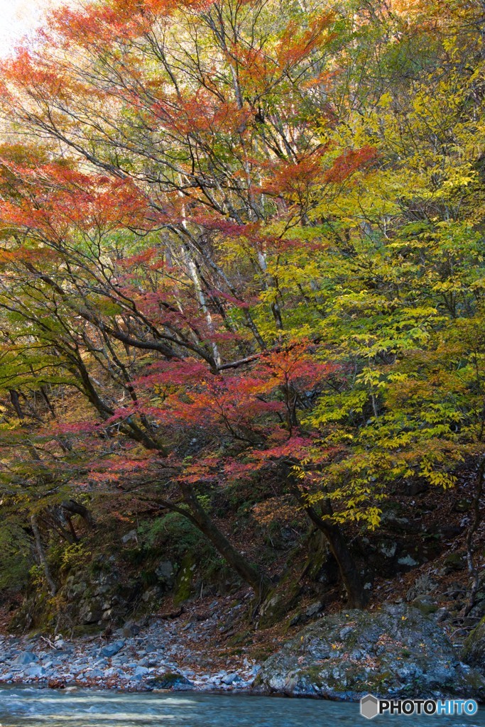 川辺の紅黄葉