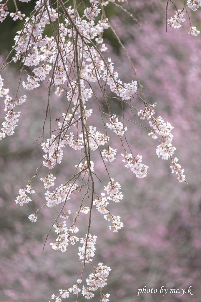 可憐桜