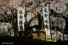 桜下のお地蔵さま