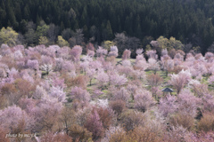 若桜