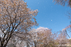桜雪