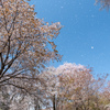 桜雪
